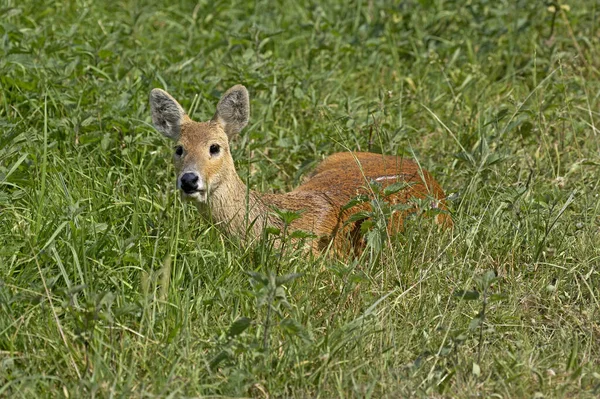 Chinesische Wasserhirsche Hydropotes Inermis Erwachsene Die Auf Gras Liegen — Stockfoto