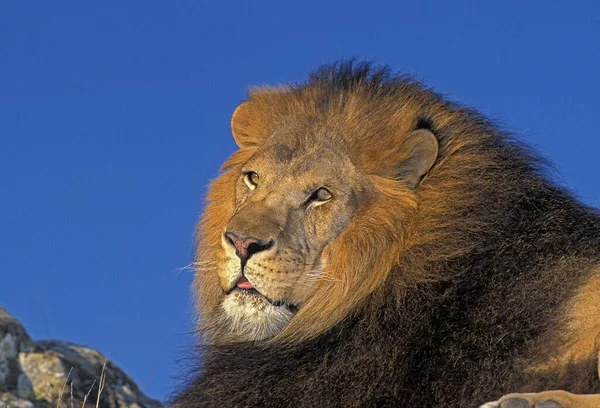 Africký Lev Panthera Leo Portrét Muže Krásnou Hůlkou — Stock fotografie
