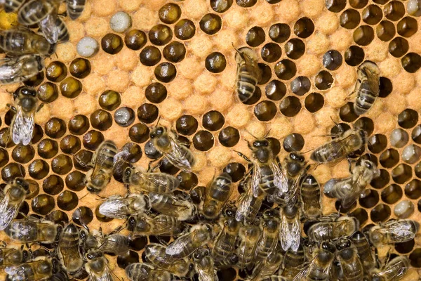 Méhecske Apis Mellifera Normandiában — Stock Fotó