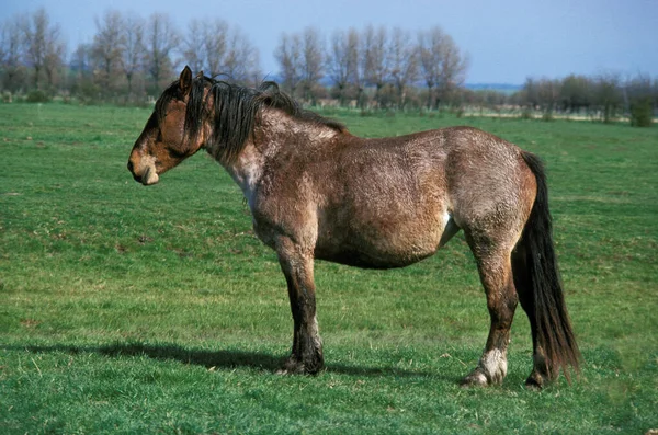 Boulonnais Cavallo Piedi Nel Prato — Foto Stock