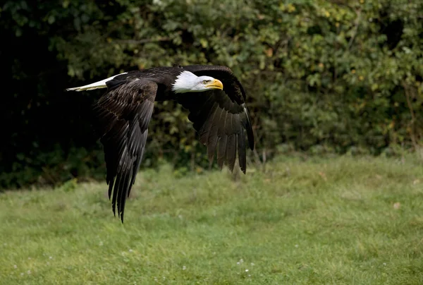 Weißkopfseeadler Haliaeetus Leucocephalus Erwachsener Flug — Stockfoto