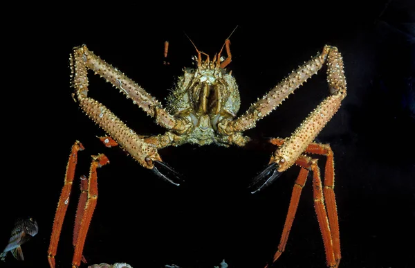 Spiny Spider Crab Майя Сквинадо — стоковое фото