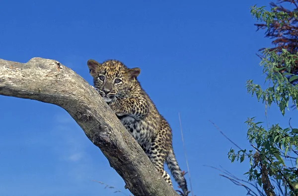 Leopar Panthera Pardus Yavru Mavi Gök Karşı Branch Duruyor — Stok fotoğraf