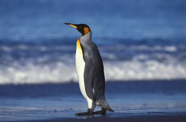 King Penguin Aptenodytes Patagonica Adulto Pie Playa Llanura Salisbury Georgia — Foto de Stock