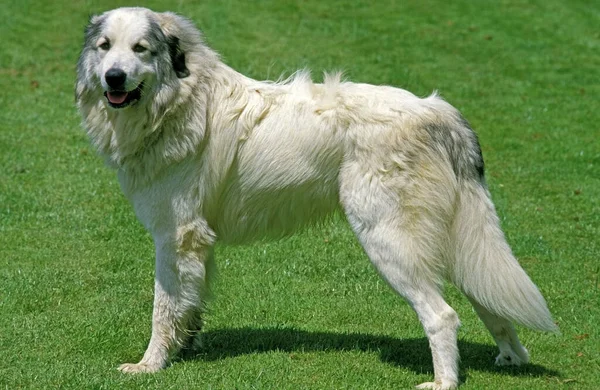 偉大なピレネー山脈の犬やピレネー山脈の犬 — ストック写真