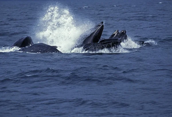 Humpack Whale Megaptera Novaeangliae Grupo Bubble Net Feeding Boca Abierta — Foto de Stock