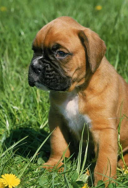 Boxer Pup Seduto Sull Erba — Foto Stock