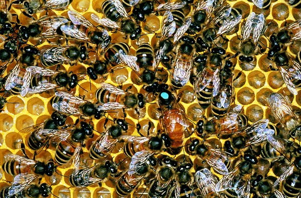 Honey Bee Apis Mellifera Colmeia Abelhas Mostrando Rainha Com Ponto — Fotografia de Stock