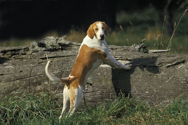 Branco Laranja Grande Anglo Francês Cão — Fotografia de Stock