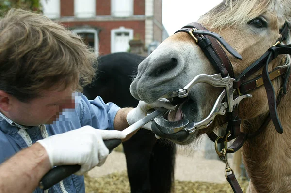 Dentista Caballos Con Caballo Fiordo Noruego — Foto de Stock