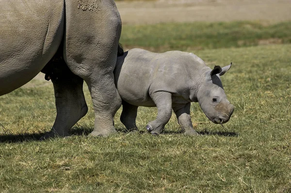 White Rhinoceros Ceratotherium Simum Female Calf Nakuru Park Kenya — Stock Photo, Image