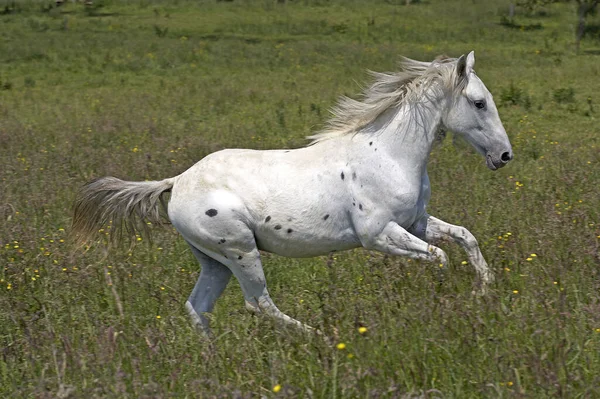 Appaloosa Paard Volwassen Gallopend Door Grasveld — Stockfoto