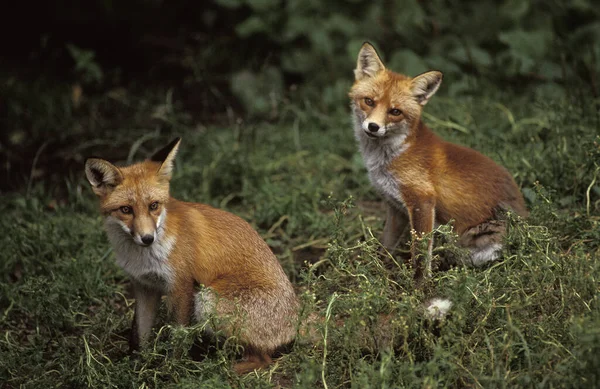 Red Fox Vulpes Vulpes Adults Sitting — Stockfoto