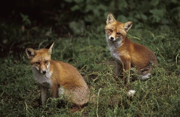 Raposa Vermelha Vulpes Vulpes Adultos Sentados — Fotografia de Stock