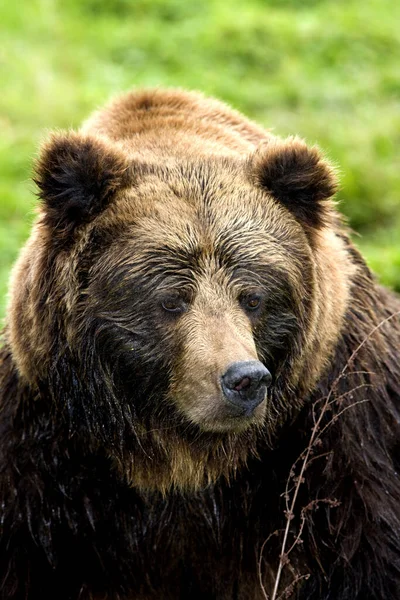 Καφέ Αρκούδας Ursus Arctos — Φωτογραφία Αρχείου