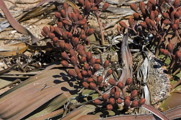 Welwitschia Welwitschia Mirabilis Fossile Vivant Désert Namibien Namibie — Photo