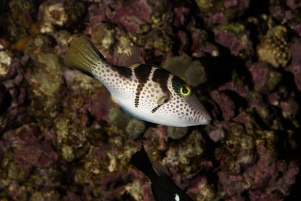 Fekete Nyereg Puffer Vagy Valentini Puffer Canthigaster Valentini Felnőtt — Stock Fotó