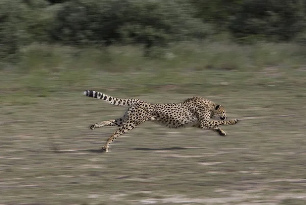 Cheetah Acinonyx Jubatus Namibia —  Fotos de Stock