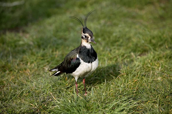 Northern Lapwing Vanellus Vanellus Adult Standing Grass Normandy — Stock Photo, Image