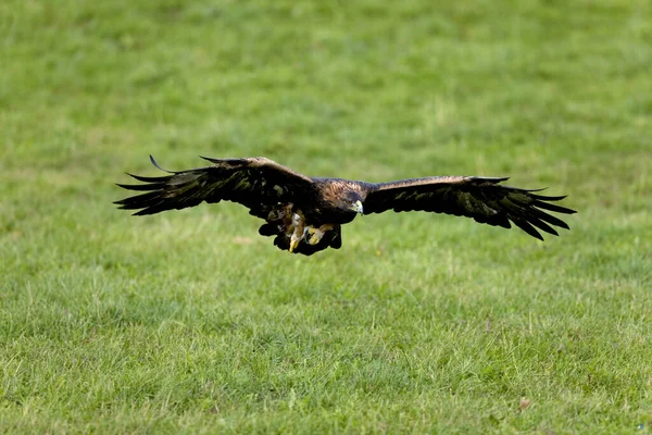 Golden Eagle Aquila Chrysaetos Взрослый Полете — стоковое фото