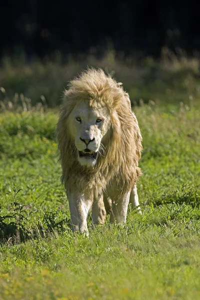 Weißer Löwe Panthera Leo Krugensis — Stockfoto