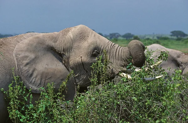 African Elephant Loxodonta Africana Adult Eating Bush Masai Mara Park — стокове фото