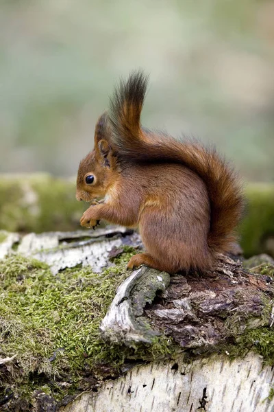 Ardilla Roja Sciurus Vulgaris Adulto Parado Muñón Comiendo Avellana Normandía —  Fotos de Stock