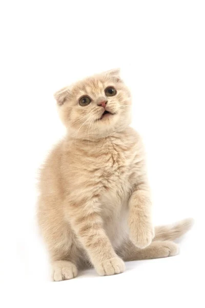 Crème Schotse Vouw Binnenlandse Kat Maanden Oude Kitten Tegen Witte — Stockfoto