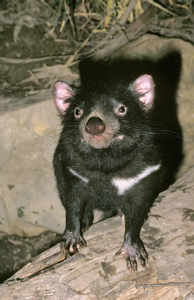 Tasmanischer Teufel Sarcophilus Harrisi Australien — Stockfoto