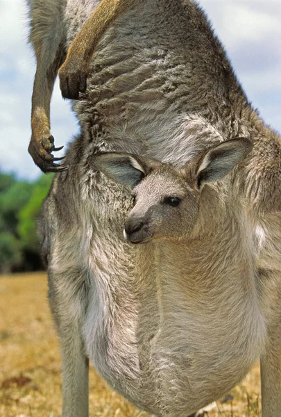 Eastern Grey Kangaroo Makropus Giganteus Matka Joeyem Pouch Australia — Zdjęcie stockowe