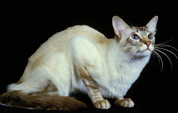 Gato Balinés Adulto Acostado Contra Fondo Negro — Foto de Stock