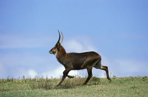 Defassa Waterbuck Kobus Ellipsiprymnus Defassa Adult Running Nakuru Park Kenya — Stockfoto