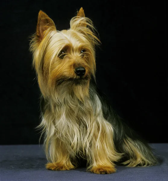 Silky Terrier Κάθεται Κατά Μαύρο Φόντο — Φωτογραφία Αρχείου