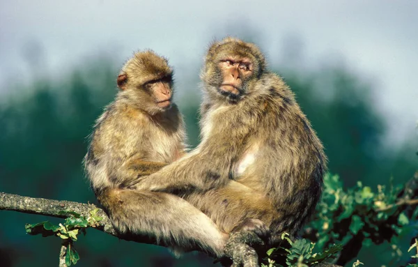 Macaco Bárbaro Macaca Sylvana Adultos Sentados Branch — Fotografia de Stock