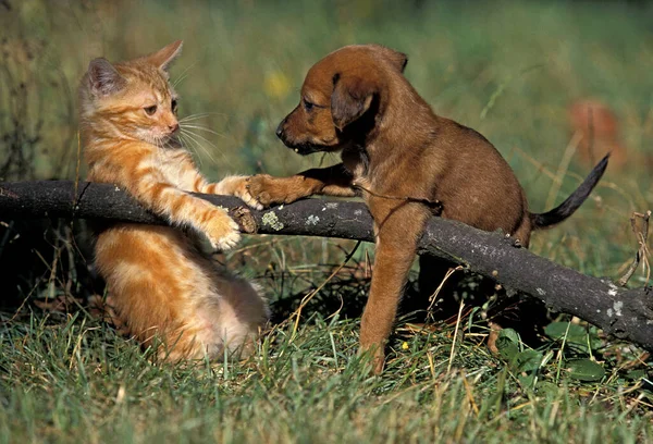 Pup Red Tabby Kot Domowy Stojący Trawie — Zdjęcie stockowe
