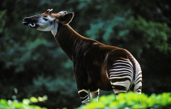 Okapi Okapia Johnstoni Adulto Lambendo Seu Nariz — Fotografia de Stock