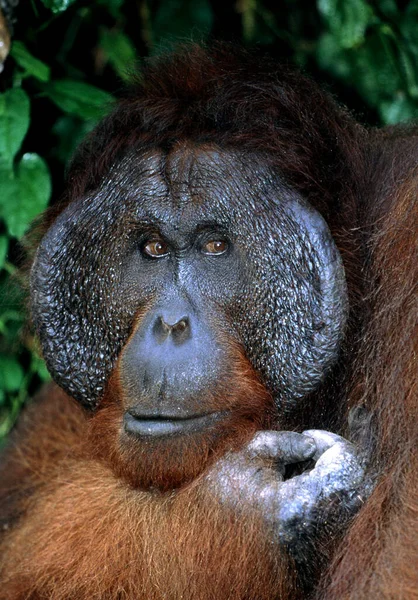 Orang Utan Pongo Pygmaeus Portret Mężczyzny Borneo — Zdjęcie stockowe