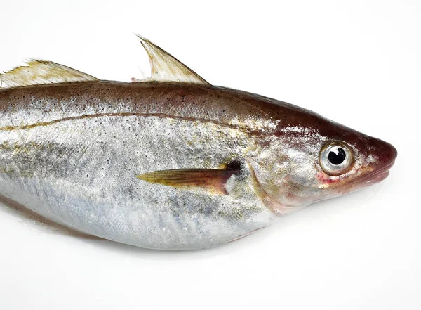 Wittling Merlangius Merlangus Frischer Fisch Vor Weißem Hintergrund — Stockfoto