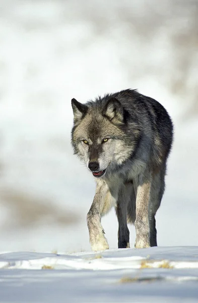 Lobo Gris Norteamericano Canis Lupus Occidentalis Adulto Pie Sobre Nieve —  Fotos de Stock