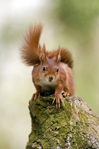 Rotes Eichhörnchen Sciurus Vulgaris Erwachsener Auf Baumstumpf Stehend Normandie — Stockfoto