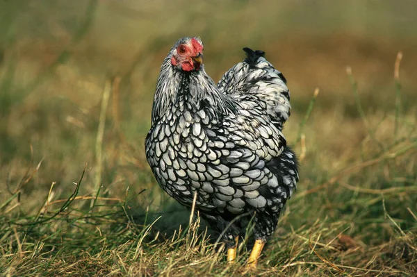 Hen Breed Called Wyandotte Ecaillee — Stock Photo, Image