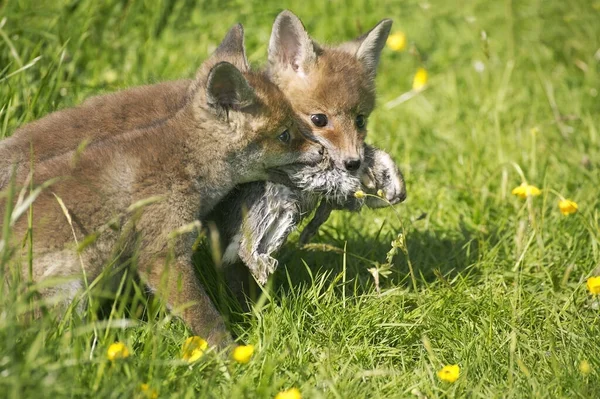 Red Fox Vulpes Vulpes Filhote Cachorro Com Jovem Coelho Selvagem — Fotografia de Stock