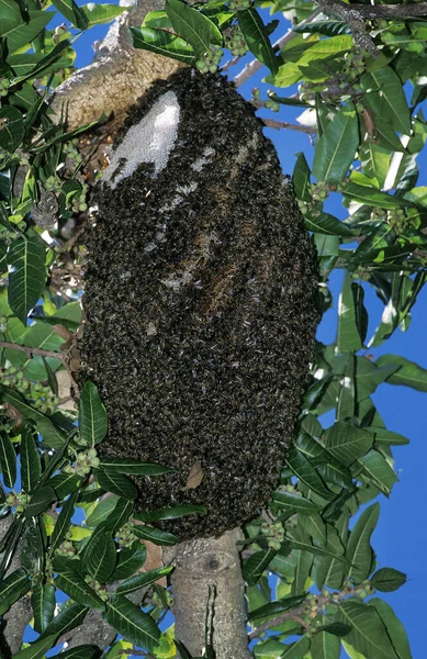 Enjambre Abejas Kenia — Foto de Stock