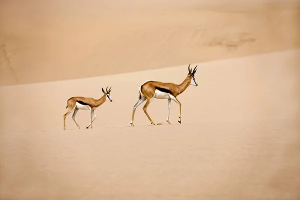 Springbok Antidorcas Marsupialis Vuxna Promenader Sand Namiböknen Namibia — Stockfoto