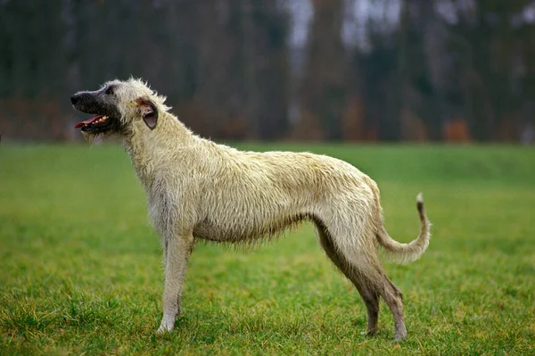 Ιρλανδικό Λυκόσκυλο Σκύλος Στέκεται Στο Γρασίδι — Φωτογραφία Αρχείου
