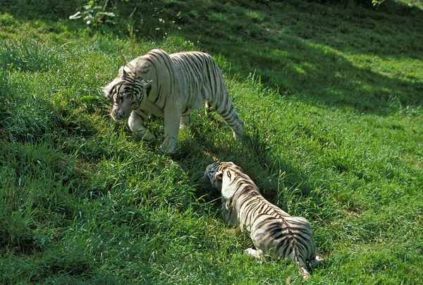 Tigre Blanco Pantera Tigris Par Antes Del Apareamiento — Foto de Stock