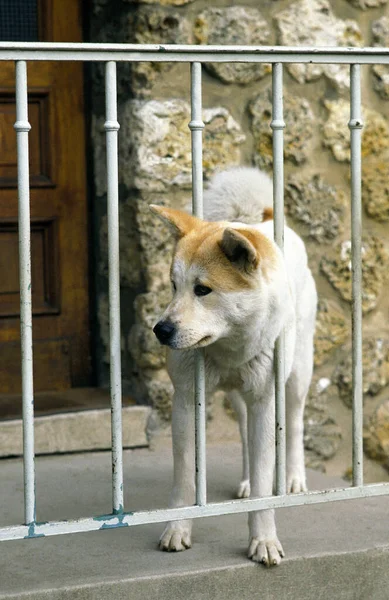 Casa Protección Para Perros Akita Inu — Foto de Stock