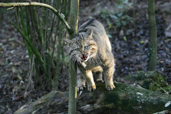 Europeu Wildcat Felis Silvestris Adulto Rosnando Postura Defensiva — Fotografia de Stock