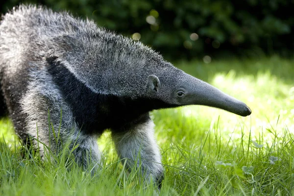 Gigante Anteater Myrmecophaga Tridactyla Giovane Donna — Foto Stock