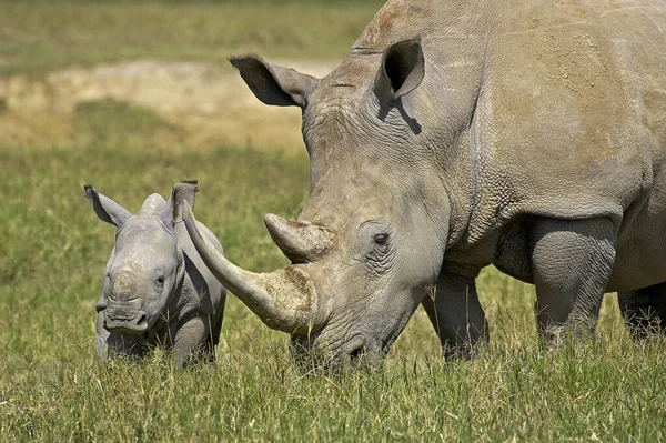 Rinoceronte Branco Ceratotherium Simum Feminino Com Bezerro Parque Nakuru Quênia — Fotografia de Stock
